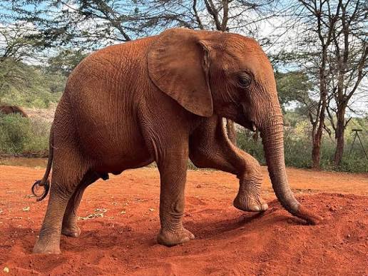 Young elephant walking on red earth